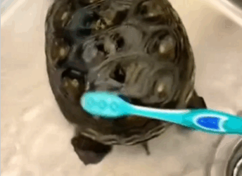 C1711012_Rescue turtle caught in fishing net… you can imagine endi…_part2