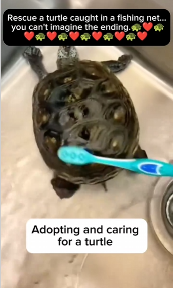 C1711012_Rescue turtle caught in fishing net… you can imagine endi…_part2