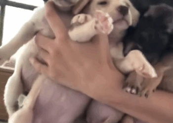 C1711013_woman rescues group of orphaned newborn puppies streets…._part2