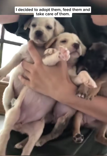 C1711013_woman rescues group of orphaned newborn puppies streets…._part2