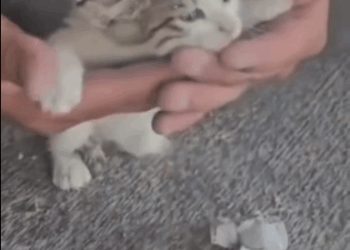 C1711014_divine miracle saves poor cat…and gives him second life……_part2