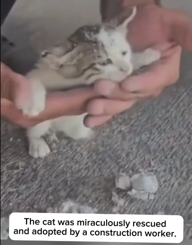 C1711014_divine miracle saves poor cat…and gives him second life……_part2