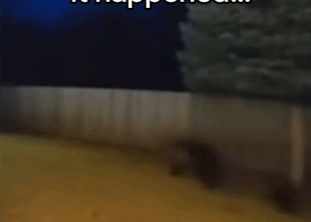 C0511012_She followed me home #animals #wholesome_part2