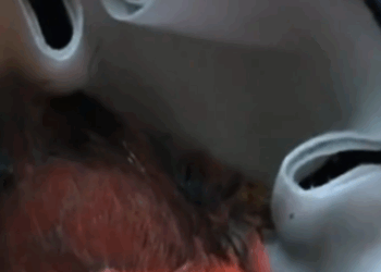 C1711015_man Saved beautiful cardinal trapped between his garden wooden_part2