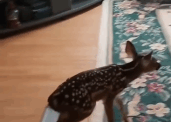 C1711016_man rescues baby deer releases it then #Rescue #De…_part2