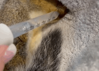 C1711017_Family Rescues Dying Squirrel GivesHim Forever Home You Won…_part2