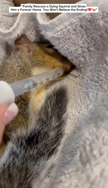 C1711017_Family Rescues Dying Squirrel GivesHim Forever Home You Won…_part2