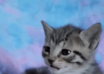 C1711018_Couple Rescues Homeless Kitten in Park Adopts It You Won Be…_part2