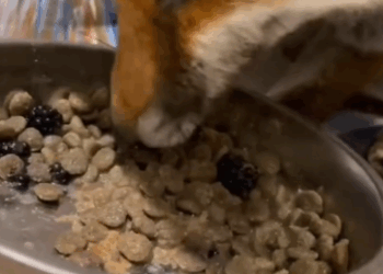 C1711019_Woman Rescues Wild Fox Adopts Him What Happens Next Will Shoc…_part2