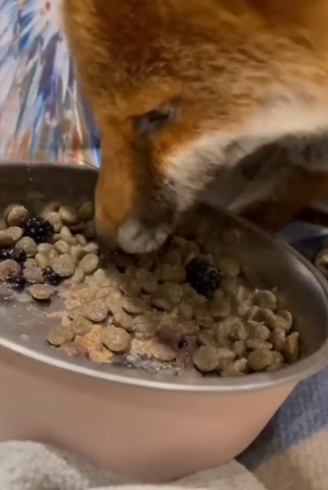 C1711019_Woman Rescues Wild Fox Adopts Him What Happens Next Will Shoc…_part2