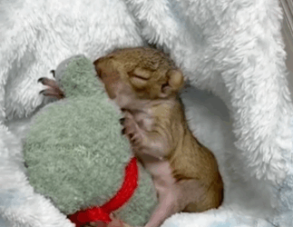 C1711020_Helpless Newborn to Wild Woman Rescues Raises Baby…_part2