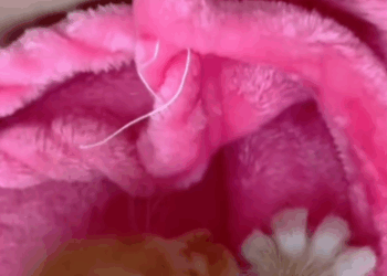 C1711021_woman rescues adopts an orphaned orange kitten, then…_part2