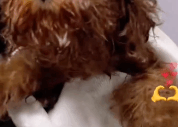 C1711022_Man rescues poor orphaned puppy rainstorm then #rescue…_part2