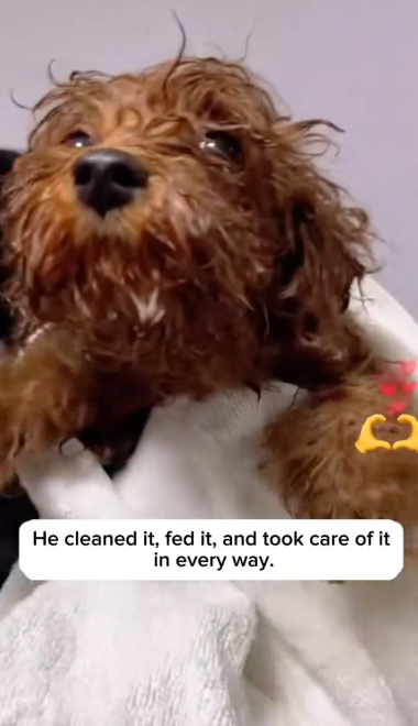 C1711022_Man rescues poor orphaned puppy rainstorm then #rescue…_part2