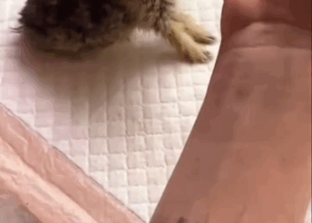 C1711023_#rescue #save #adoption #adoption #bunny #rabbits ##BunnyRescue #Wild…_part2