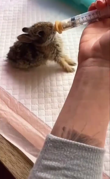 C1711023_#rescue #save #adoption #adoption #bunny #rabbits ##BunnyRescue #Wild…_part2