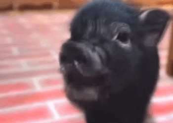 C1711024_Leopard Attacked Him… But Love Saved Him Wild Piglet In…_part2