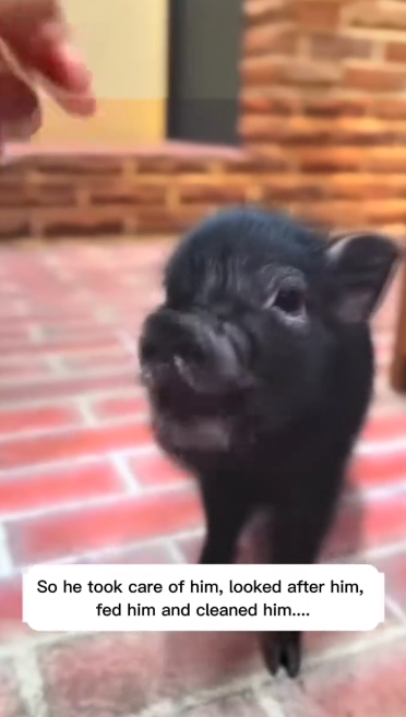 C1711024_Leopard Attacked Him… But Love Saved Him Wild Piglet In…_part2