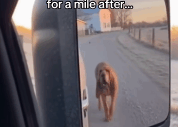 C0511013_HE WAITED SHE CAME BACK! #wholesome #dog #fox_part2