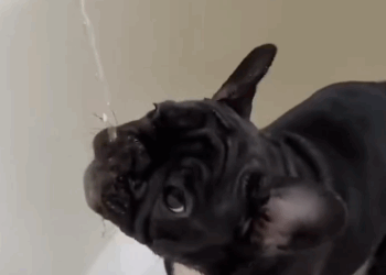 C1711025_couple rescued poor little black puppy dumpster then…_part2