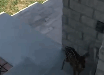 C1711026_Couple Saves Trapped Fawn Then It Follows Them Home But Not_part2