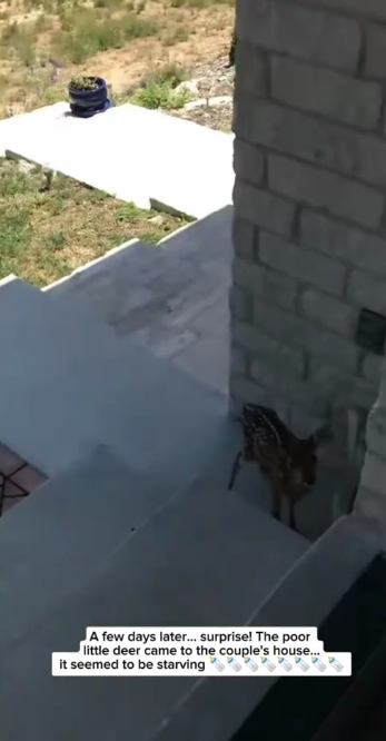 C1711026_Couple Saves Trapped Fawn Then It Follows Them Home But Not_part2