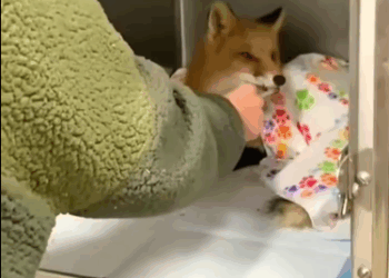 C1711027_Farmer his wife saved Fox disease decided to treat him…_part2