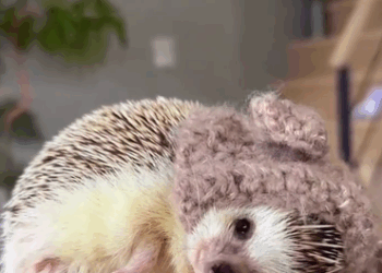 C1711028_Cute funny baby hedgehog #hedgehog #babyhedgehog #hedgehogsoftikt…_part2