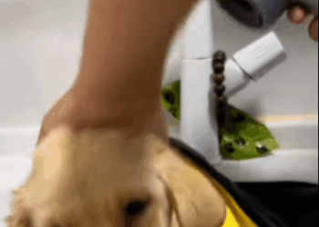 C1711029_Abandoned puppy sore leg in packing #dog #dogsoftiktok #puppies_part2