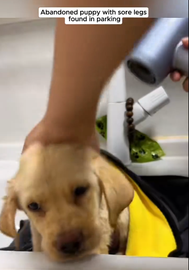 C1711029_Abandoned puppy sore leg in packing #dog #dogsoftiktok #puppies_part2