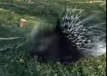 C1711030_hungry baby porcupine #porcupine #babyporcupine #porcupinesoftiktok…_part2