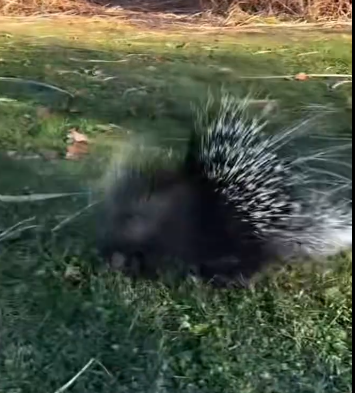 C1711030_hungry baby porcupine #porcupine #babyporcupine #porcupinesoftiktok…_part2