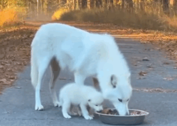 C2011001_am so Happy could Help Mama Baby Wolf #wolf #rescue #whol…_part2