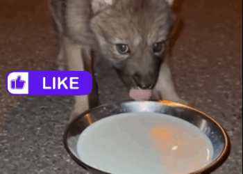 C2011002_Baby Wolf Laying Motionless On Road #wolf #rescue #wholesome #puppy_part2
