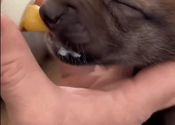 C2011003_Mama Wolf Gave Her Baby To Me #wolf #rescue #wholesome #puppy_part2