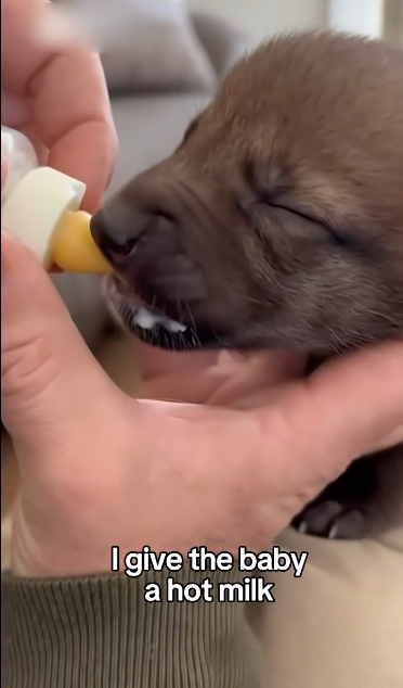 C2011003_Mama Wolf Gave Her Baby To Me #wolf #rescue #wholesome #puppy_part2