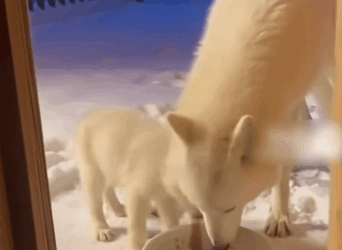 C2011005_So Happy Could Help Wolf Family #wolf #rescue #wholesome #p…_part2