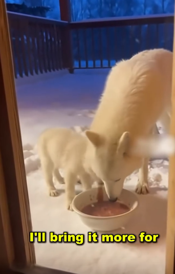 C2011005_So Happy Could Help Wolf Family #wolf #rescue #wholesome #p…_part2