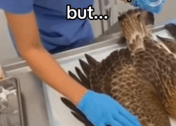 C0511014_Her mate stayed by her side through it all #wholesome #animals_part2