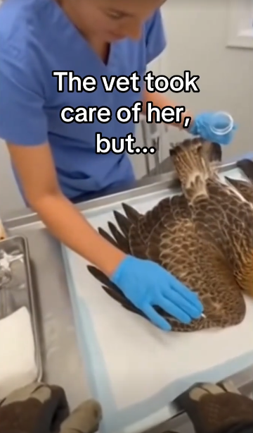 C0511014_Her mate stayed by her side through it all #wholesome #animals_part2