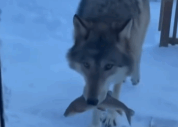 C2011006_am so Happy could Help Wolf Family #wolf #rescue #wholesome_part2