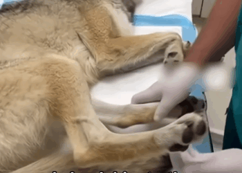C2011007_Saved Wolf Damage Legs #wolf #rescue #wholesome #puppy_part2