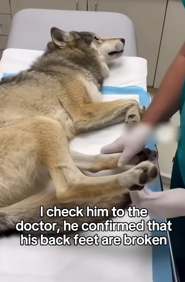 C2011007_Saved Wolf Damage Legs #wolf #rescue #wholesome #puppy_part2