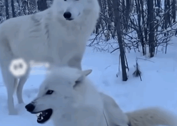 C2011008_Saved Female Wolf #wolf #rescue #wholesome #puppy_part2