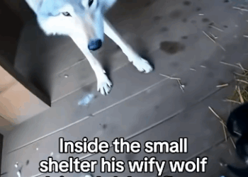 C2011009_Can Believe When He Gave Me His Baby RIP Mama Wolf #wolf #rescu…_part2