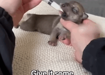 C2011010_Rescued Saved Baby Wolf Bin #wolf #rescue #wholesome #pu…_part2