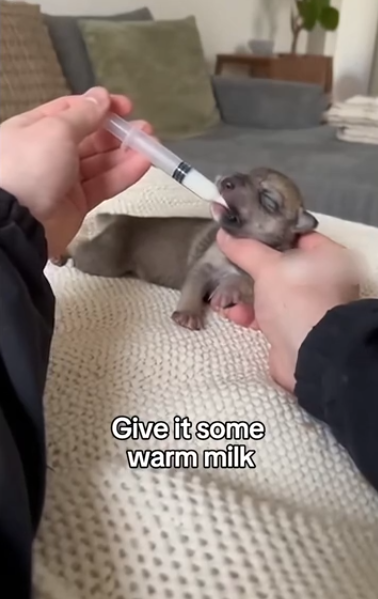 C2011010_Rescued Saved Baby Wolf Bin #wolf #rescue #wholesome #pu…_part2