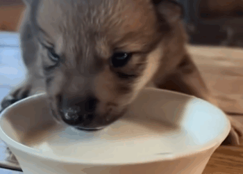 C2011011_Rescued Saved Baby Wolf Hyenas #wolf #rescue #wholesome_part2