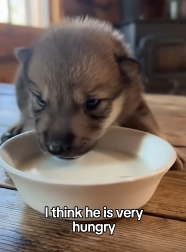 C2011011_Rescued Saved Baby Wolf Hyenas #wolf #rescue #wholesome_part2