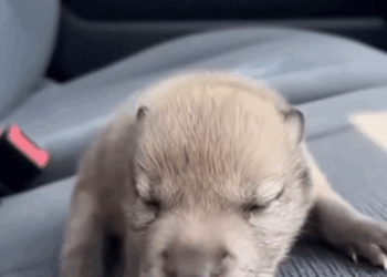C2011012_Rescued Saved Baby Wolf Highway #wolf #rescue #wholesome…_part2